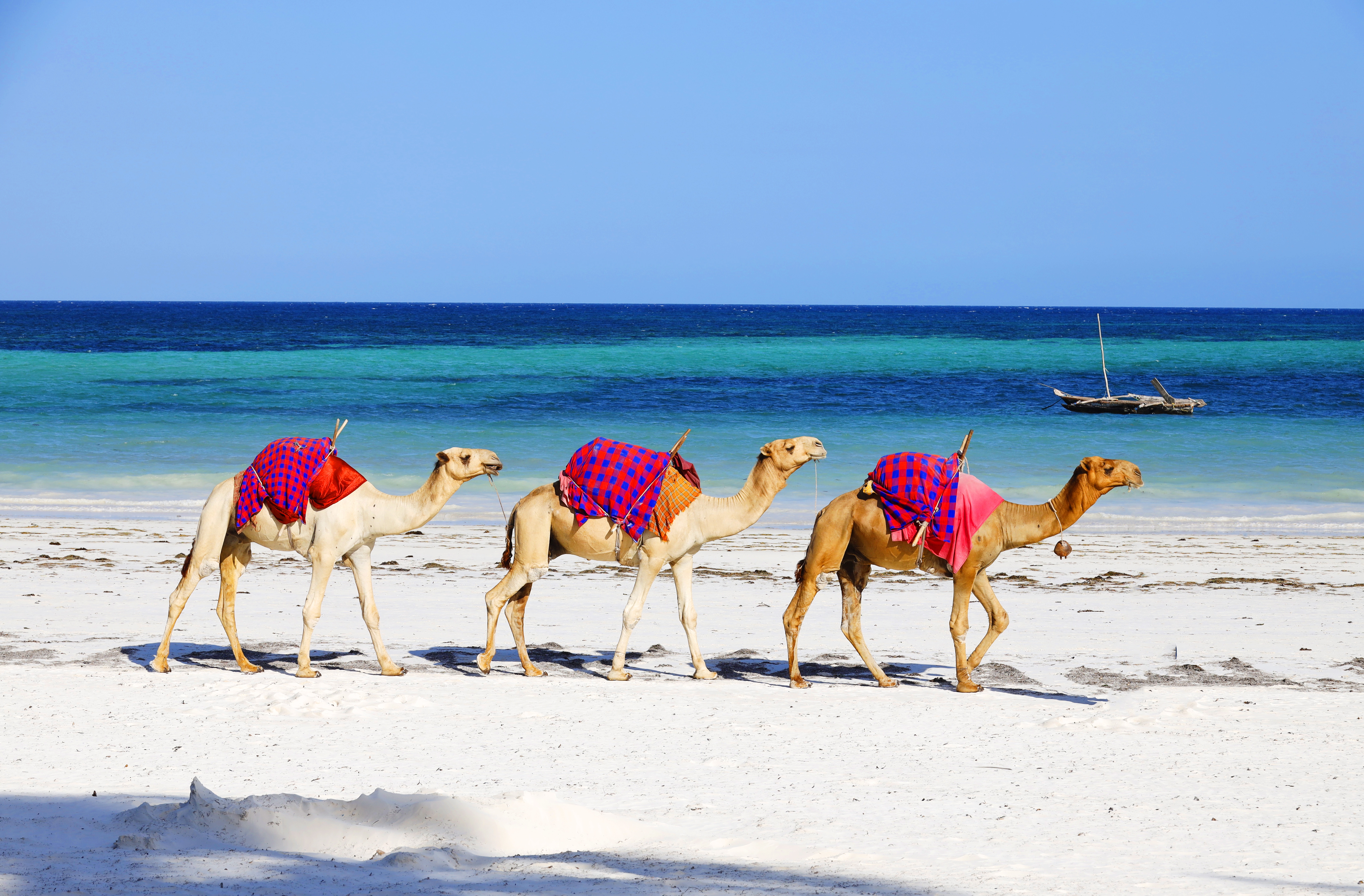 Camel ride excursion in Sousse Tunisia
